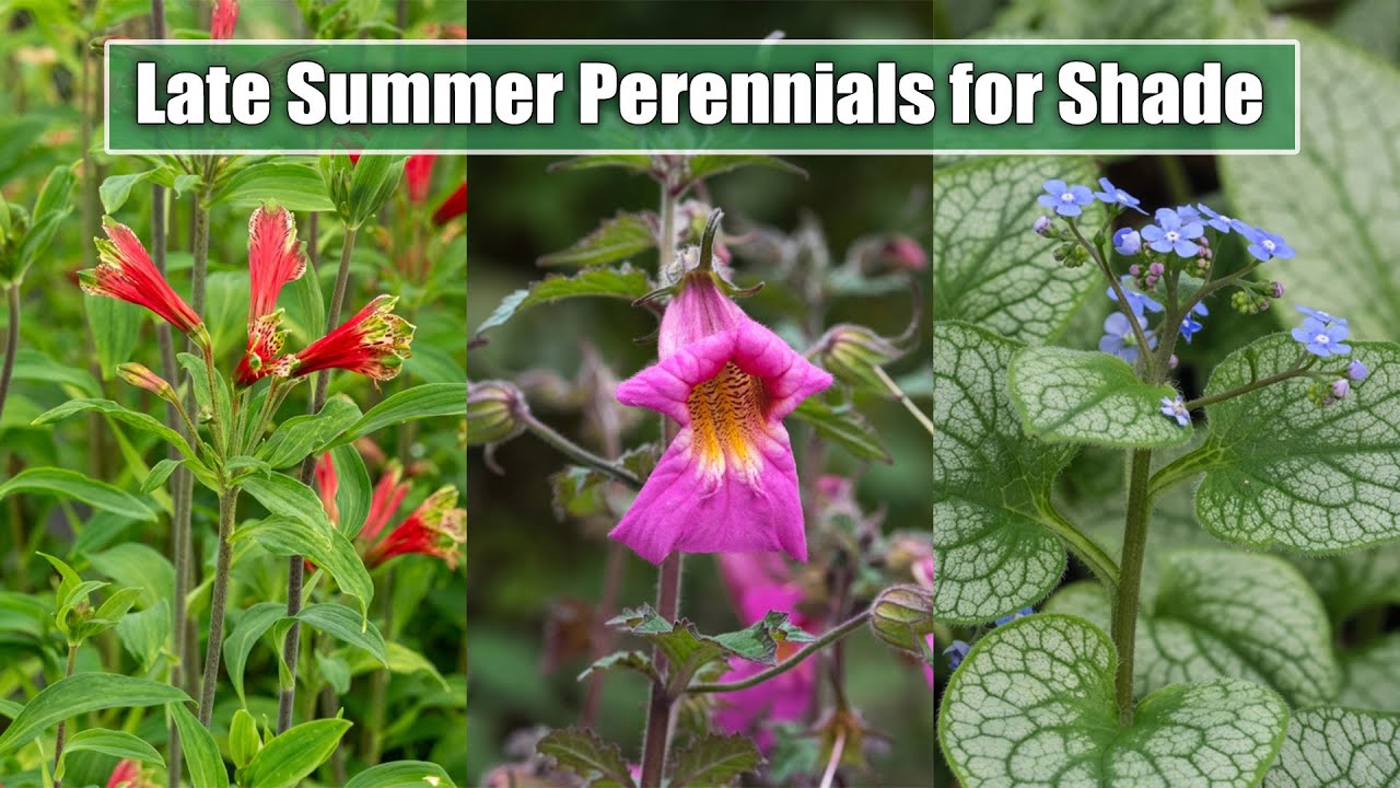 10 Late Summer Perennials for Shade/Part Shade Garden Spot | August, September Blooms
