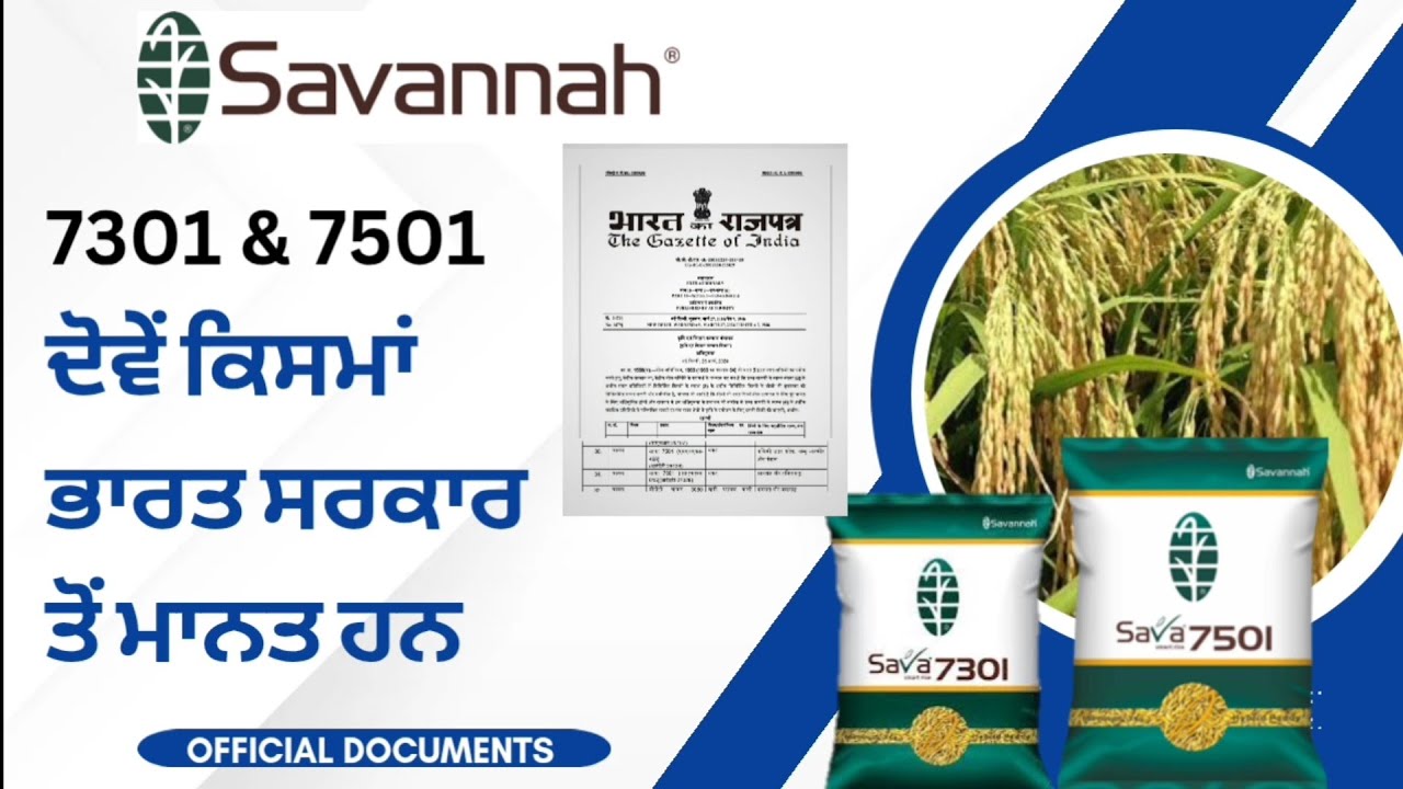 Sava7501 & Sava7301 Hybrid Paddy varieties detail and Farmer field experience