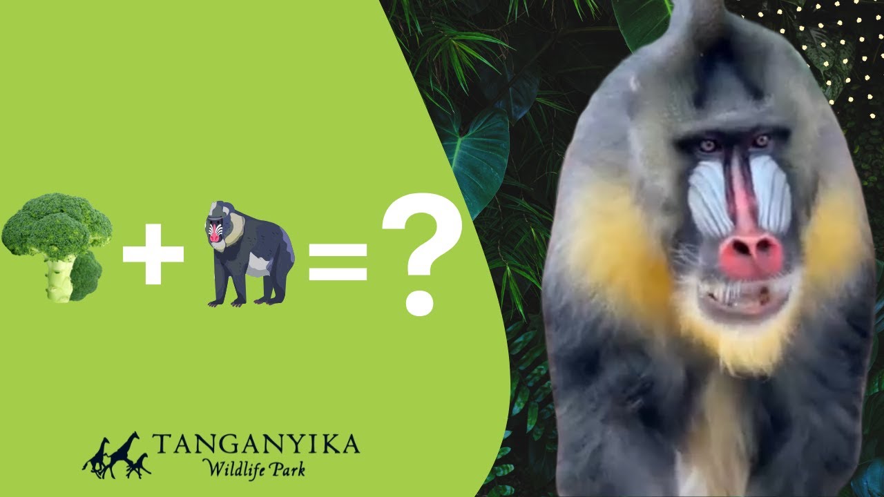 and he&rsquo;s gorgeous&hellip; #mandrill #monkey #monkeys #love #foryou #monkeybaby #animals