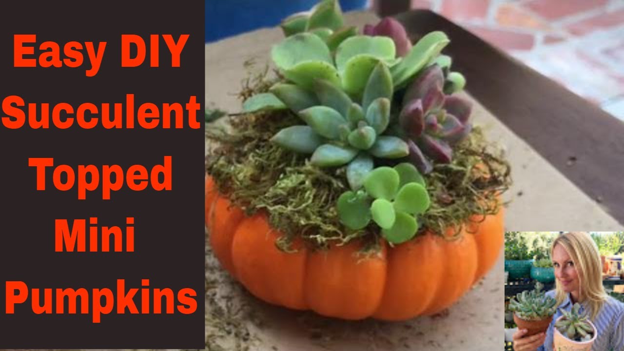 Quick And Easy Succulent craft FALL AUTUMN topped mini Pumpkin with MOODY BLOOMS