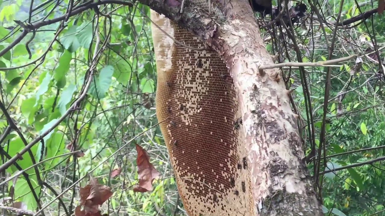 EP46.ganito ang tradisyon na ginagawa namin sa pag pausok ng pukyutan