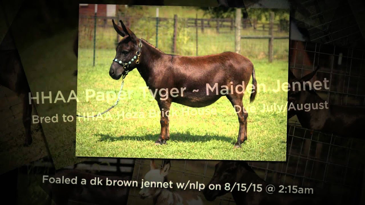 2015 Foaling Season at Half Ass Acres