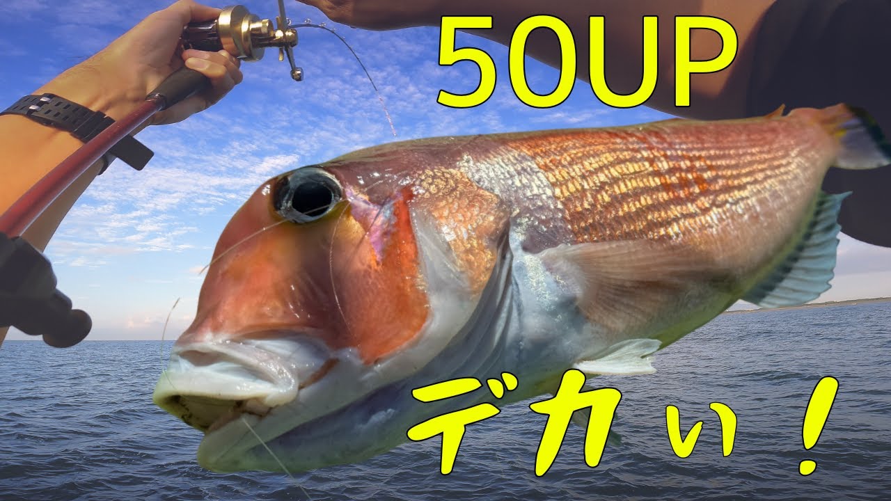 【相模湾】アマダイ