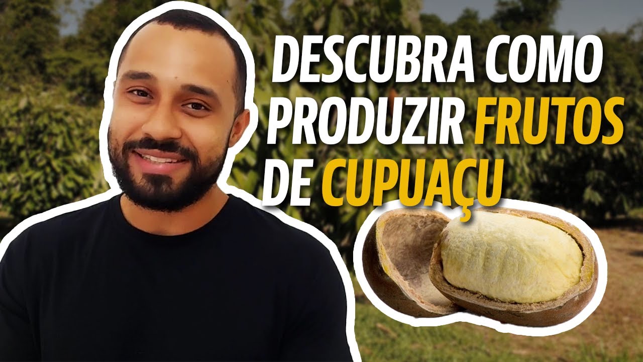 CUPUAÇU | COMO PRODUZIR A FRUTA