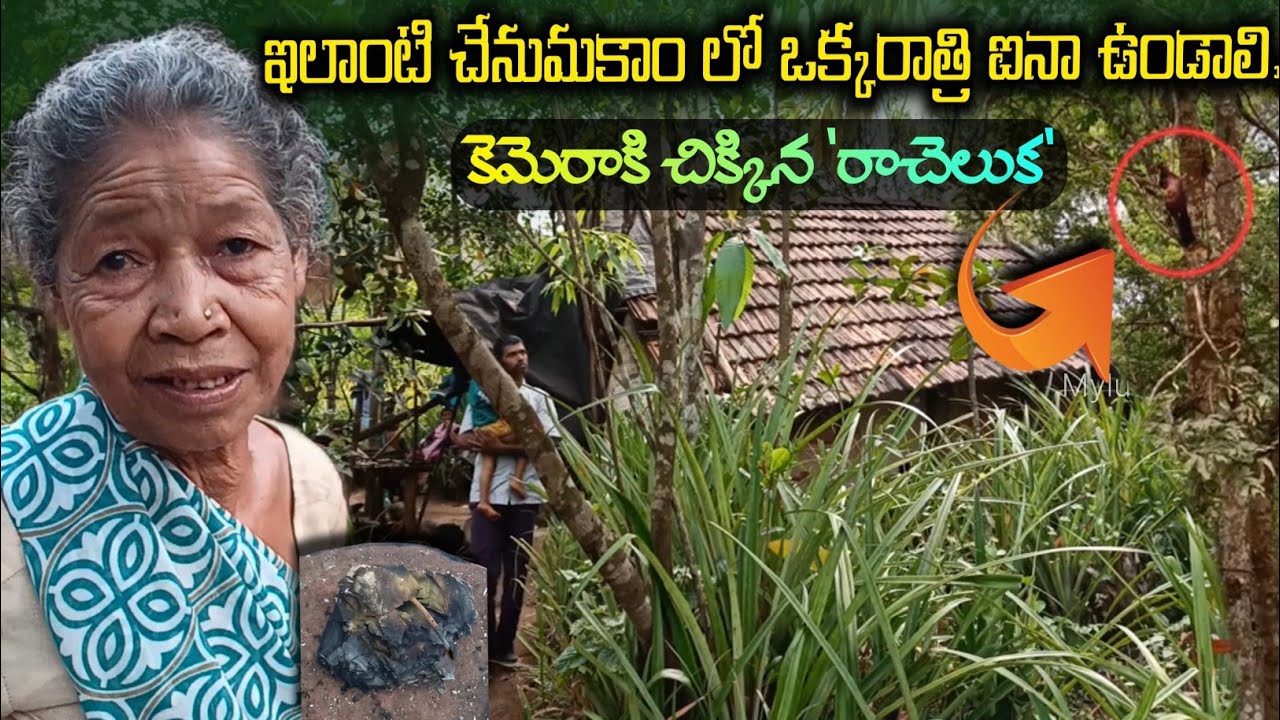 మారేడుమిల్లి అడవుల్లో ఆదివాసీల Life style #Kondareddy @TribalMirror