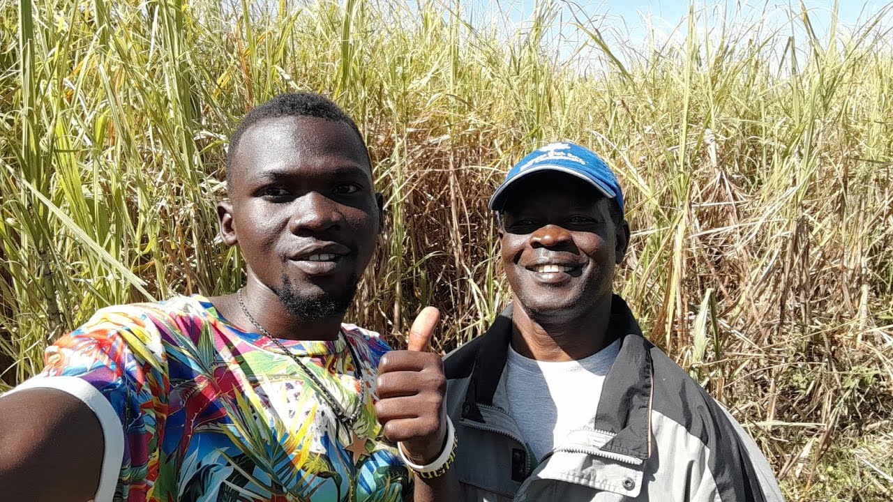 SHOCKING😳-What you need to know about Sugarcane Farming in Africa