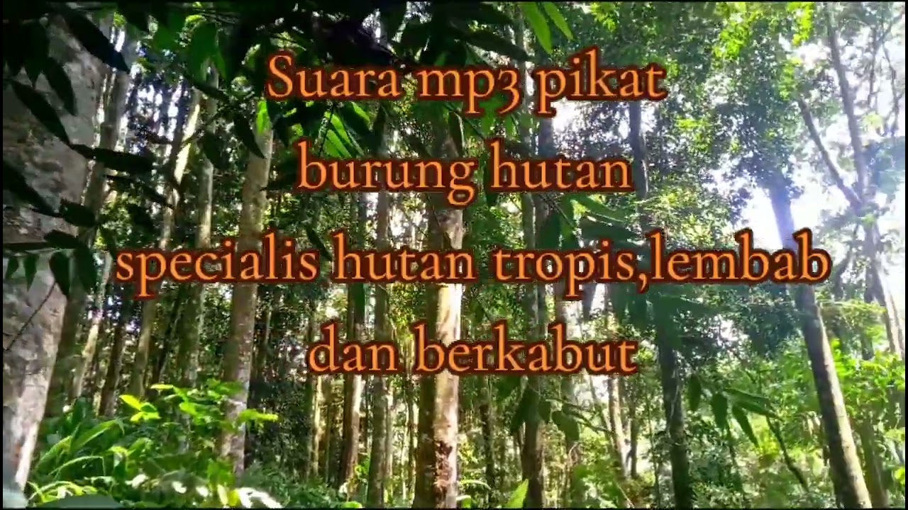 Suara mp3 pikat burung hutan . Specialis hutan tropis. 