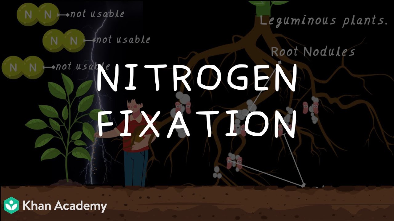 Nitrogen Fixing | Middle School Science | Khan Academy