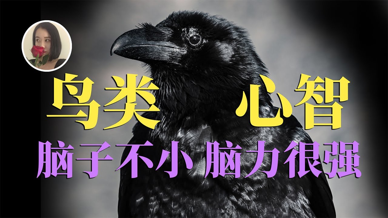 鸟类智商巅峰! 制作工具 嘴贱戏精 90%都有婚外恋 原来这才是鸟的本来面目!|Why are birds so smart, do they have big brains