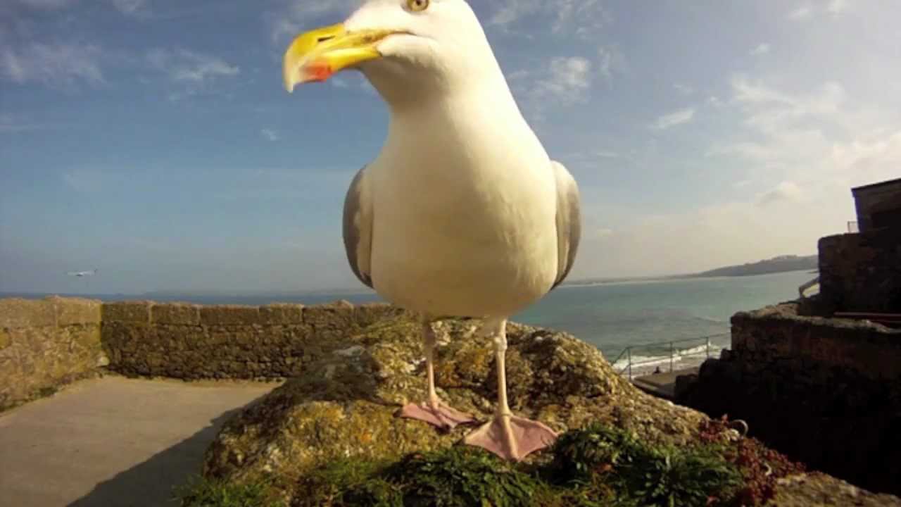 St ives Gull Attacks GoPro