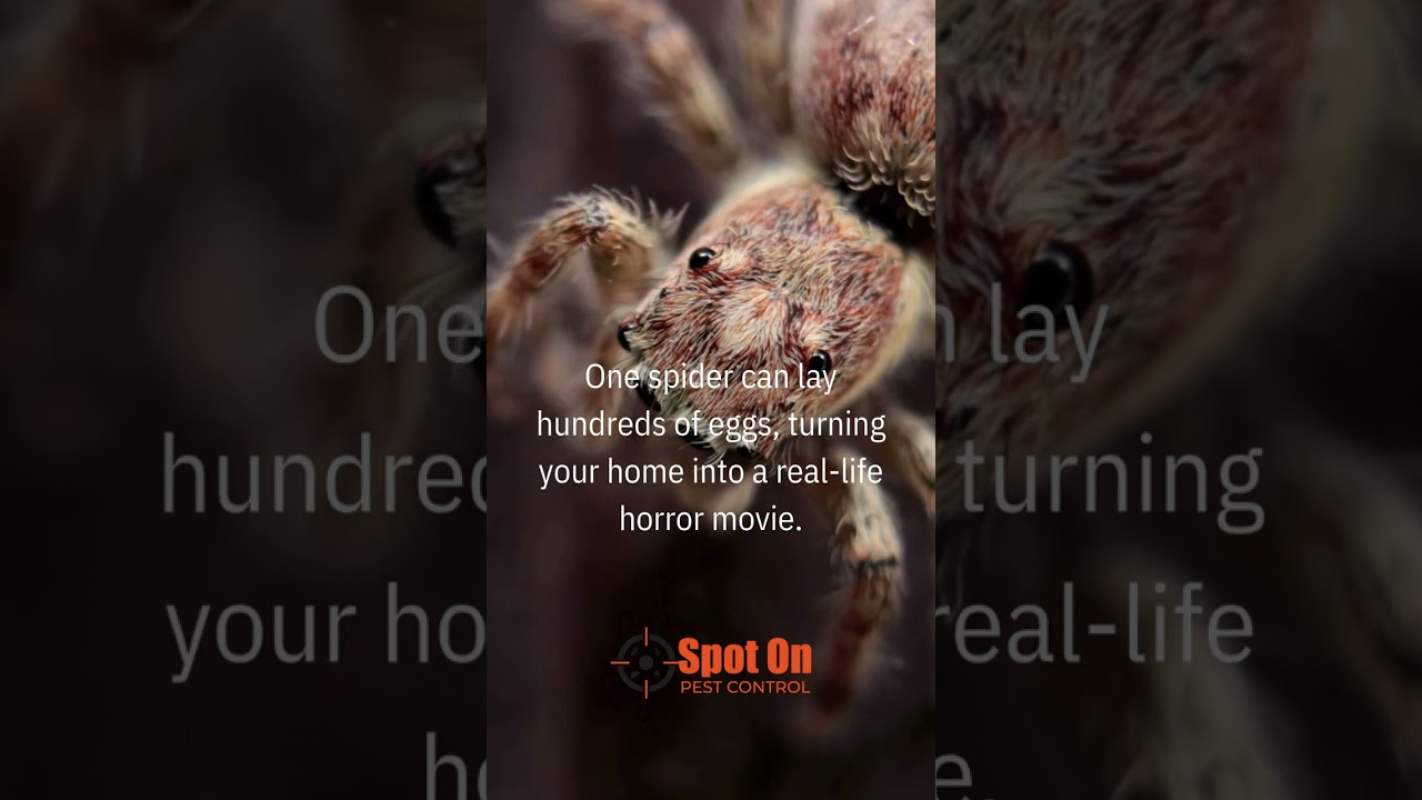 Stop Spiders from Taking Over Your Home! 🕷️🔥