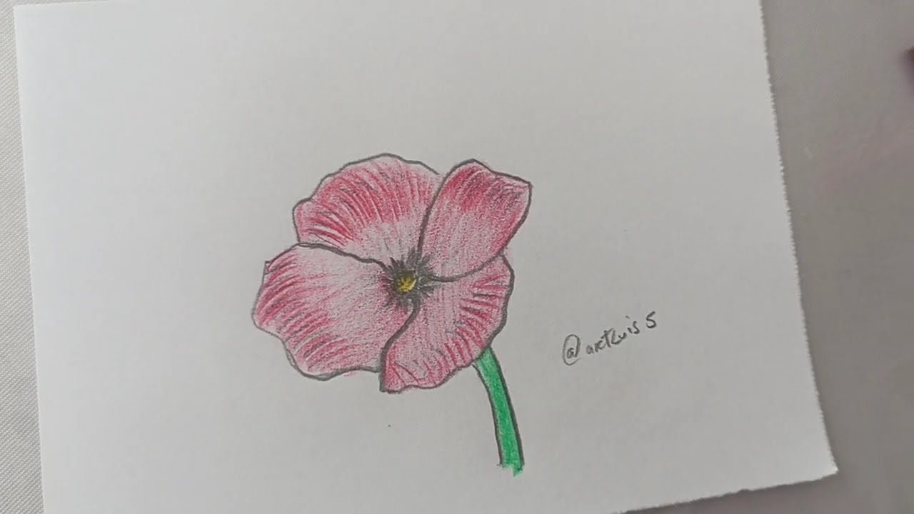 comment dessiner un coquelicot