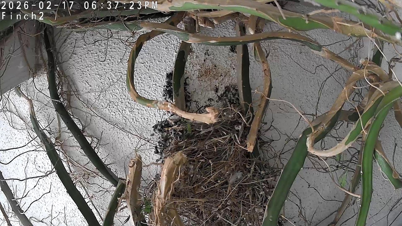 Finch Cam 2 at Painted Peacock Manor