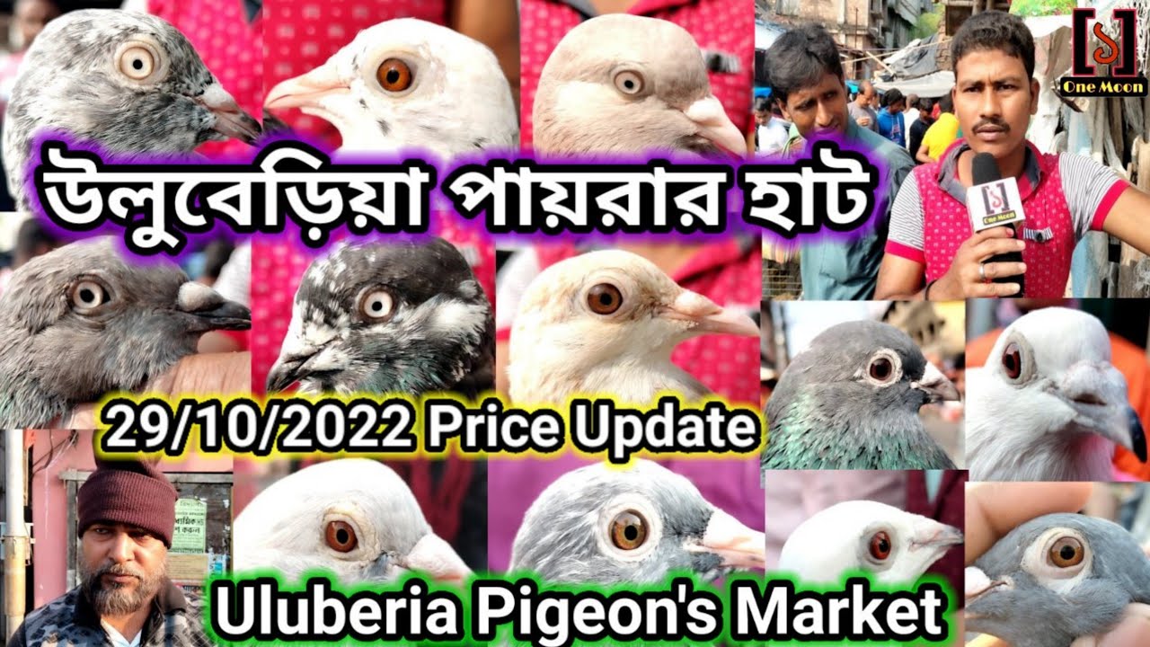 Recent Exotic Pigeon Price Update at Uluberia Pet Market || Uluberia Pet Market || One Moon