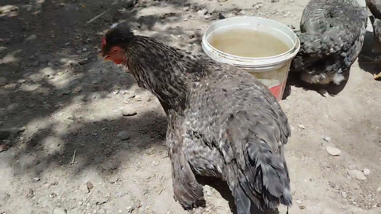 Kalp krizi geçiren tavuk. Son anda müdehale