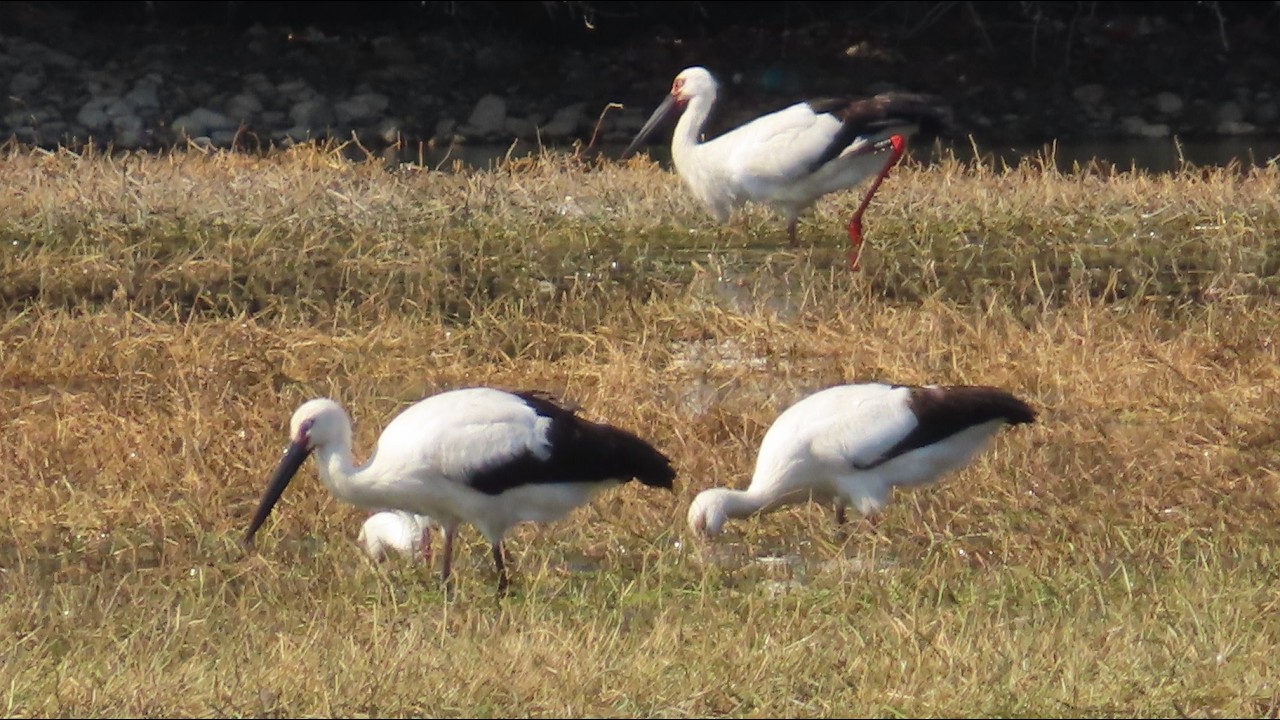 昆陽池公園コウノトリ6羽 2月22日