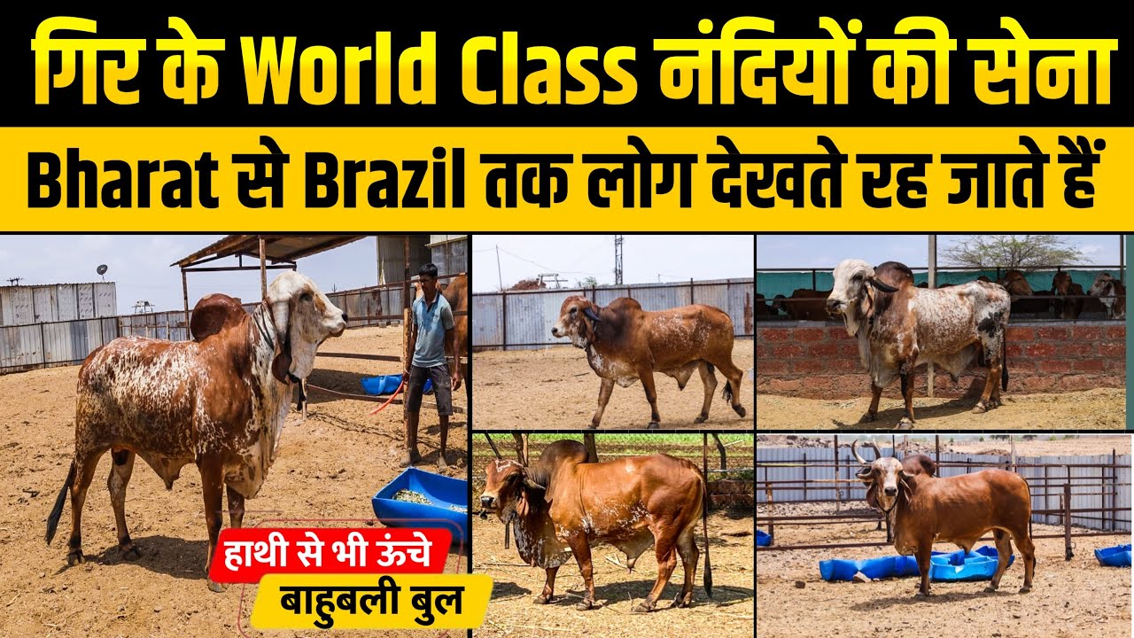 गिर के World Class नंदियों की सेना, Bharat से Brazil तक लोग देखते रह जाते हैं । Rajendra Jain ।