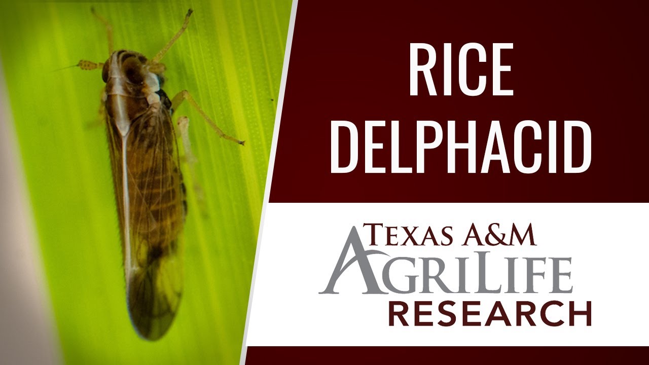 Rice Delphacid Threatens Texas and Beyond