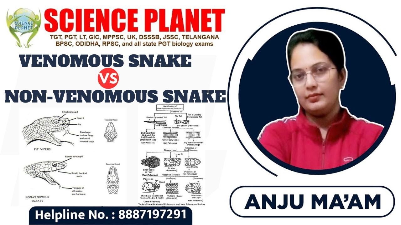 Venomous and Non venomous snake II Venomous Vs non venomous snakes difference II by Anju Maurya II