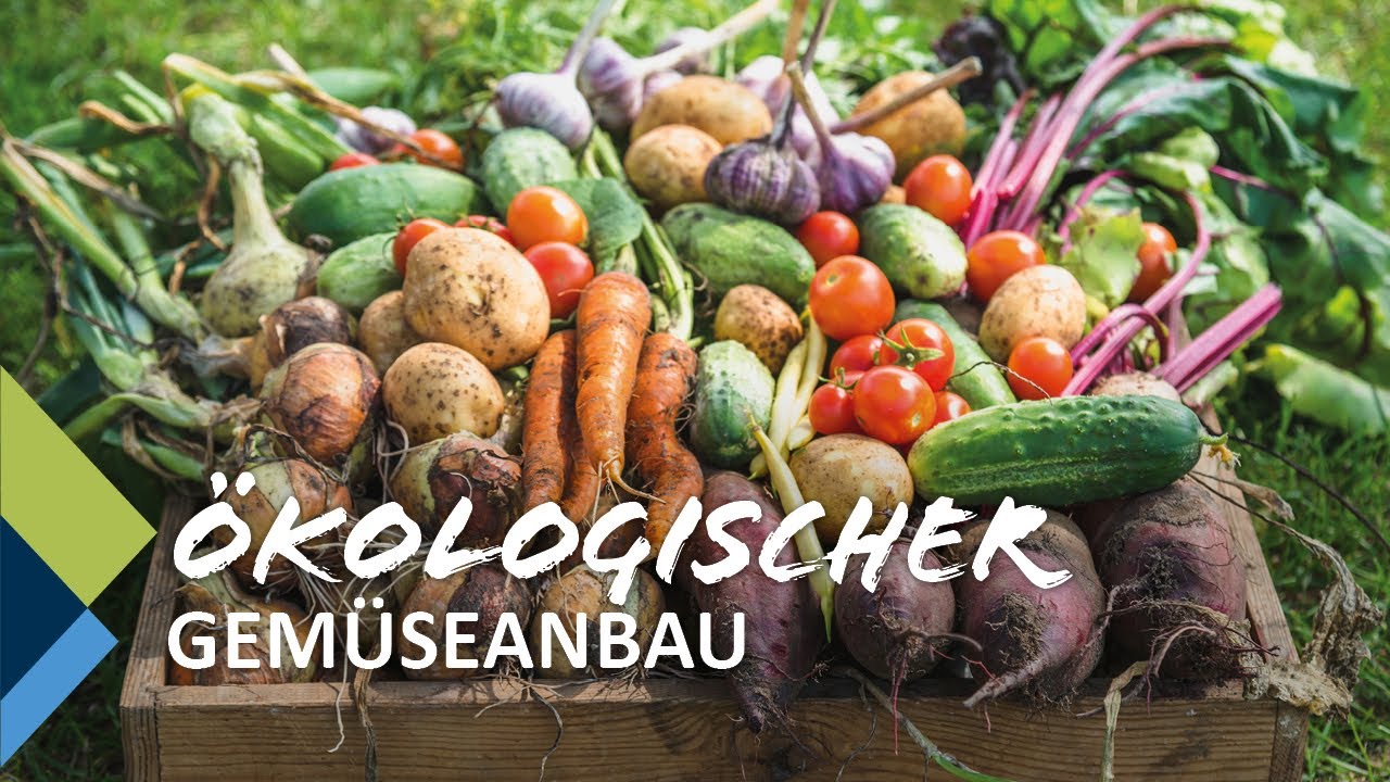 Ökologischer Gemüseanbau - Regional Film