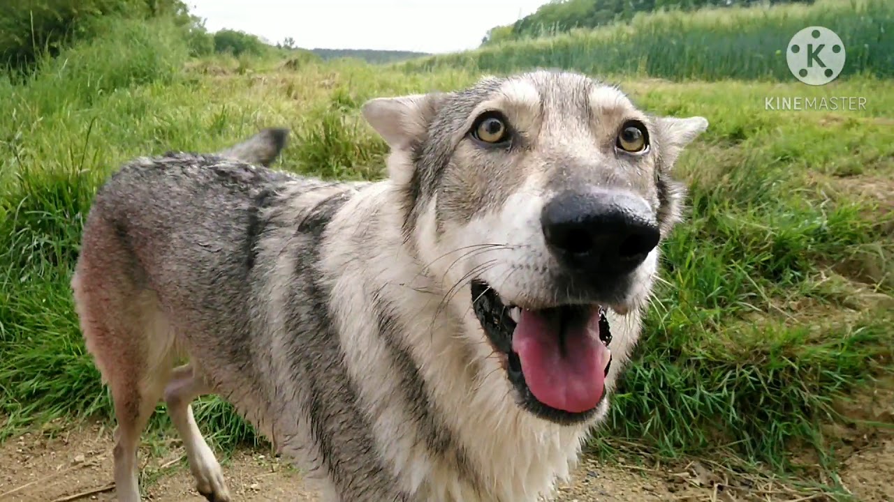 Wolfdog Saarloos / Loussia & moi