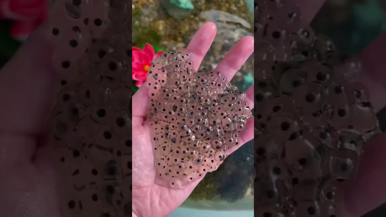 Frog Eggs Found in a swamp 🐸 #shorts