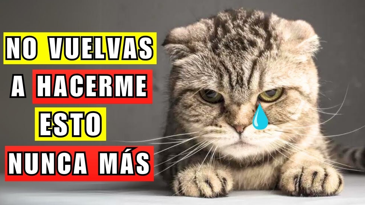 9 cosas que tu gato NUNCA te perdonará