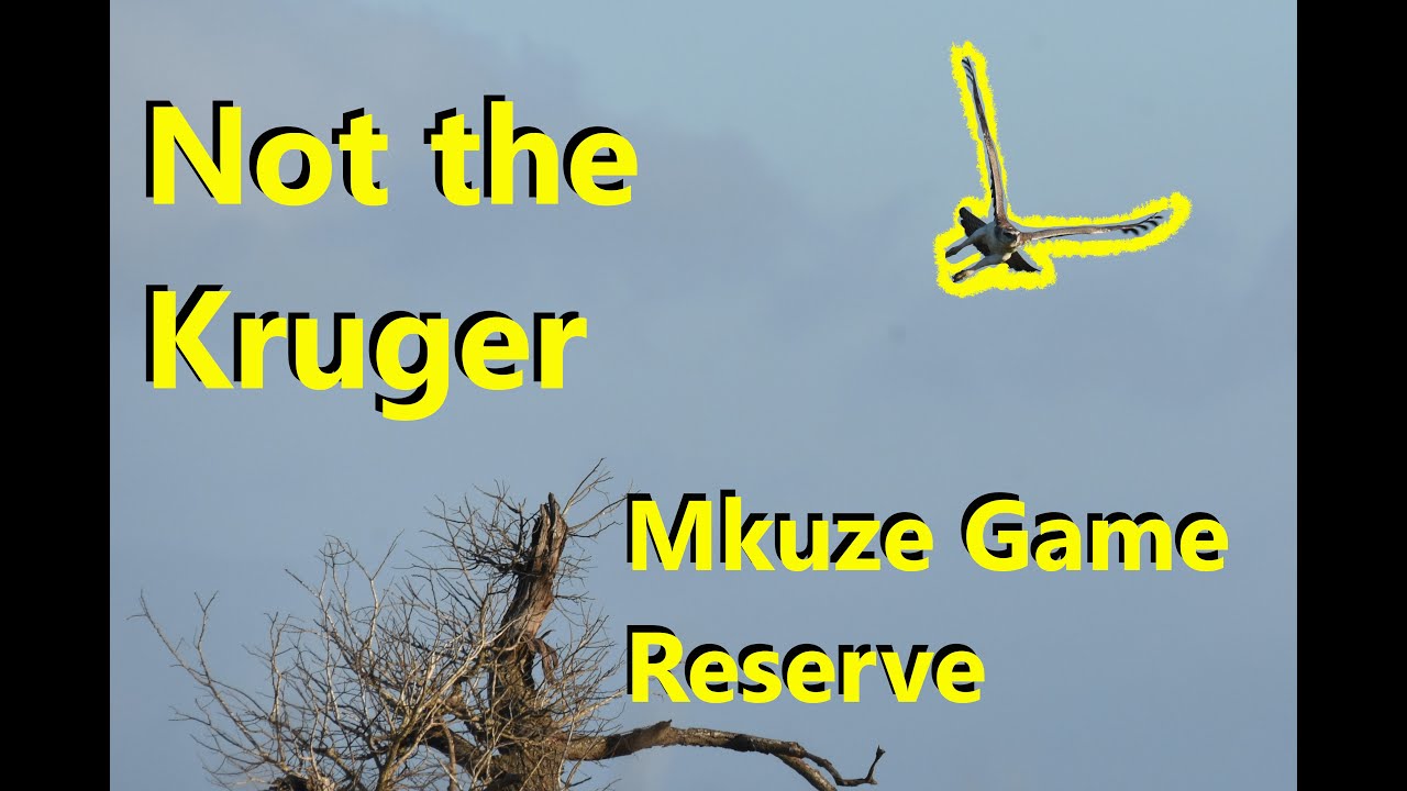 Not the Kruger: Mkuze Game Reserve, eMshopi camp and review