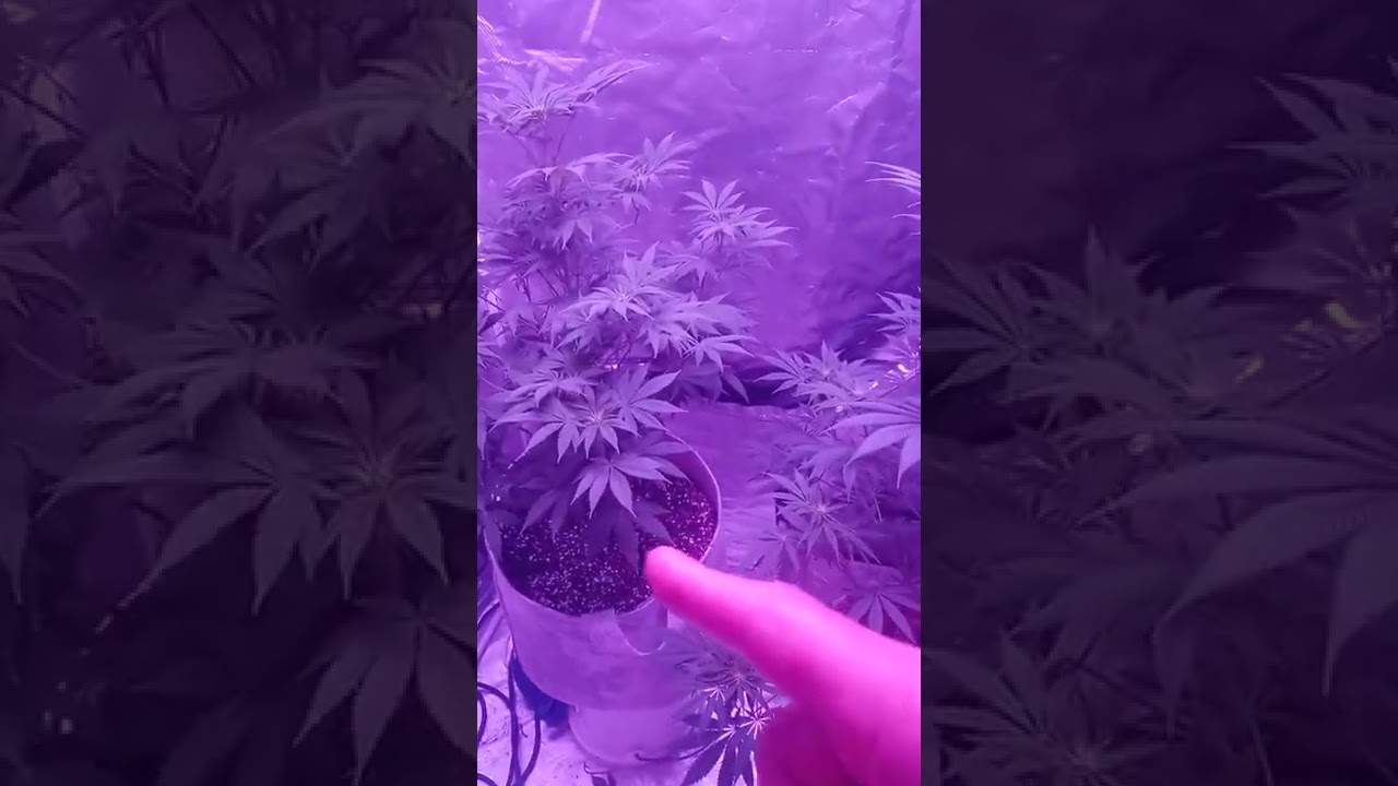 fish tank feeding smart soil marijuana grow