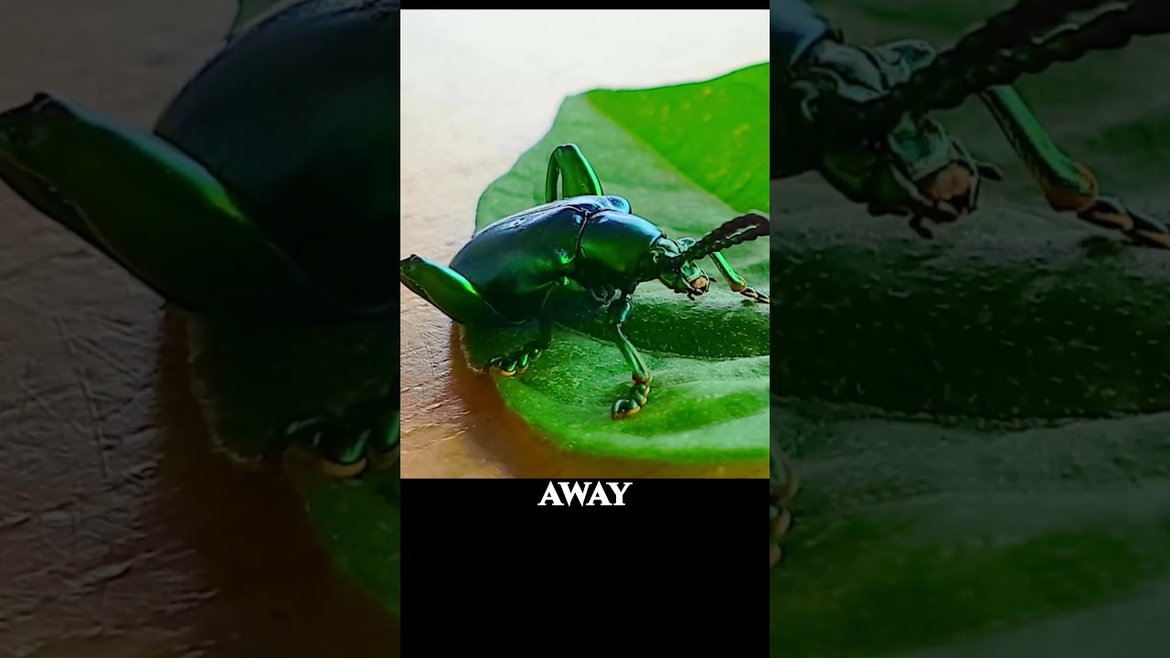 The Jewel Beetle Ultra Macro | Forest Sound ASMR Bugs #macro
