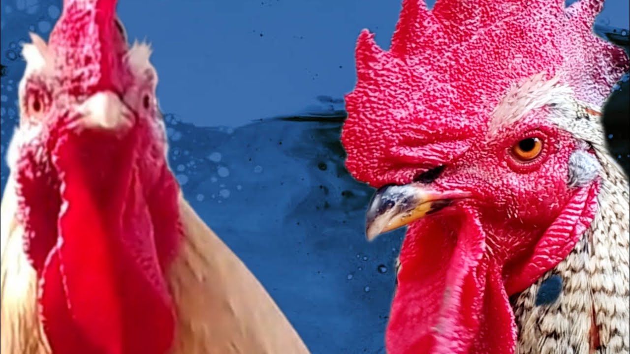 Los gallos cantando juntos al mismo tiempo  