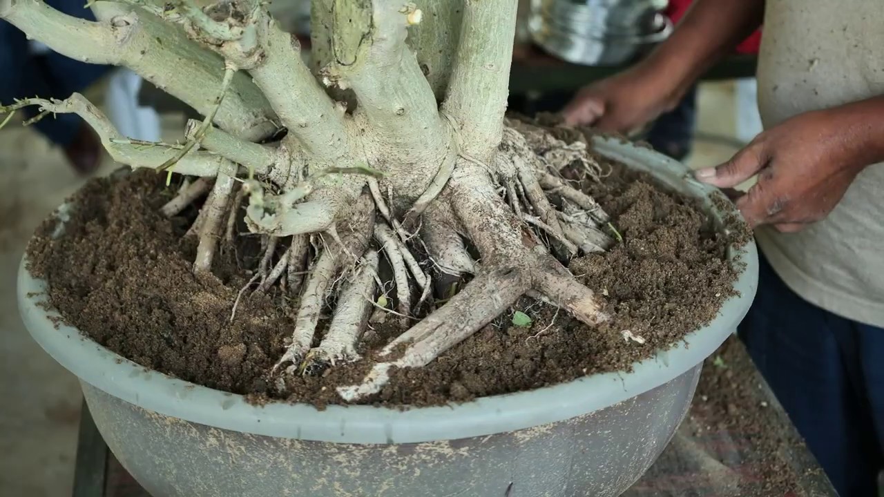 How To Report Big Clump Style Ficus Viren | Pipli | Bonsai School