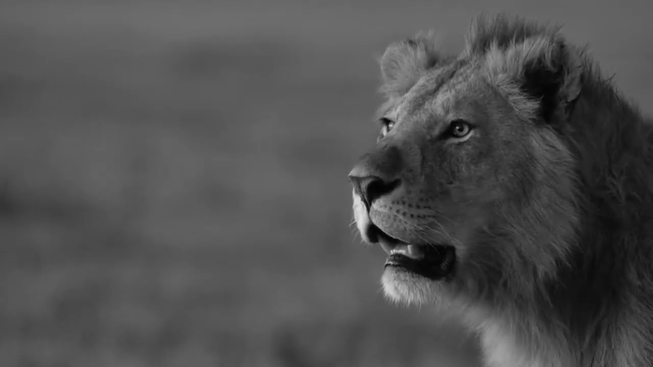 Story of a lion by Christopher Walken