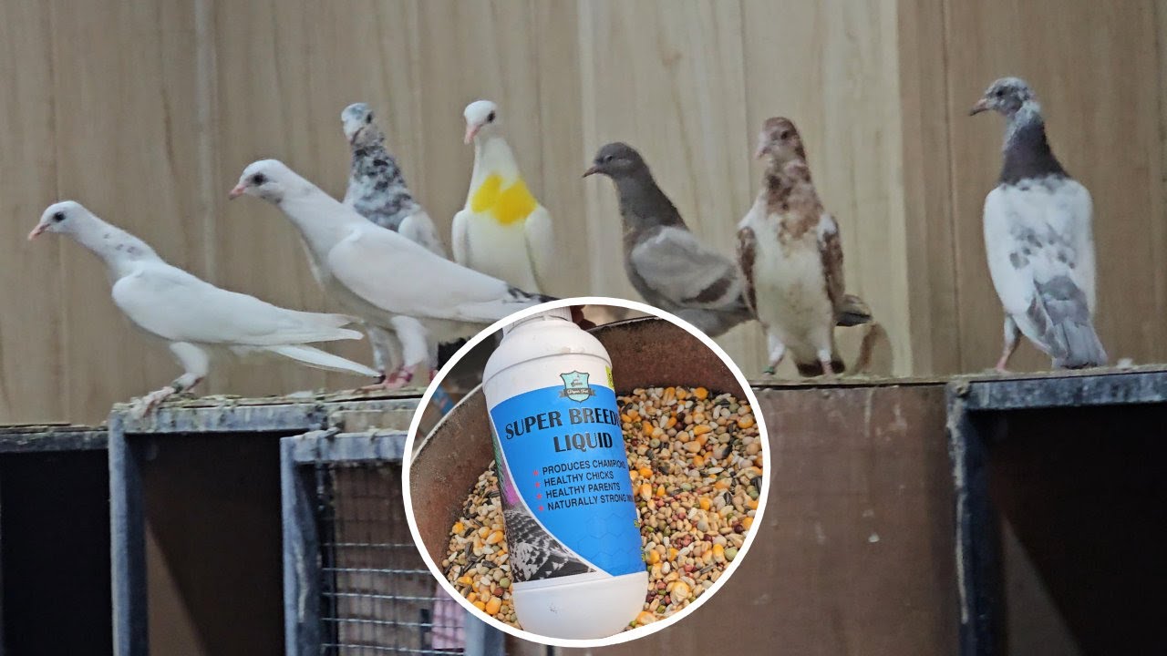 SUPER BREEDING LIQUID WITH RESULTS || HEALTHY CHICKS HEALTHY PARENTS ||