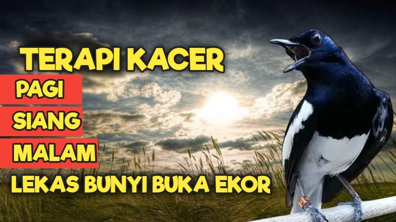 TERAPI KACER GACOR INI AMPUH ATASI KACER MACET BUNYI LANGSUNG NYAUT EMOSI CEPAT PANAS BUKA EKOR
