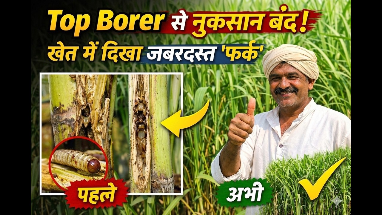 बरवाला के किसान ने किया चैलेंज | Top Borer Attack से कैसे बचाई अपनी 0238 की फसल