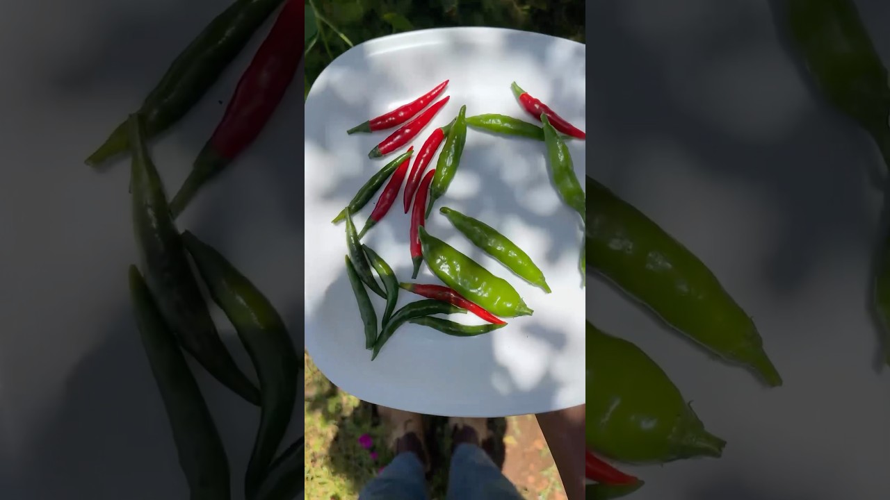Cayenne and Shishito Pepper mini Harvest