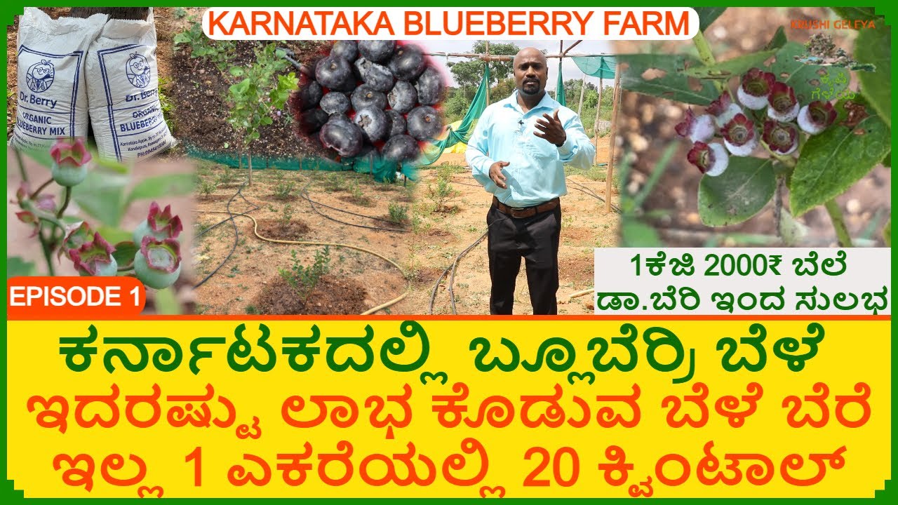 ಕರ್ನಾಟಕದಲ್ಲಿ ಬ್ಲೂಬೆರ್ರಿ ಬೆಳೆ 2000/ಕೆಜಿ 1 ಎಕರೆಯಲ್ಲಿ 20 ಕ್ವಿಂಟಾಲ್ ಇದರಷ್ಟು ಲಾಭ ಬೆರೆ ಬೆಳೆ ಇಲ್ಲ Blueberry