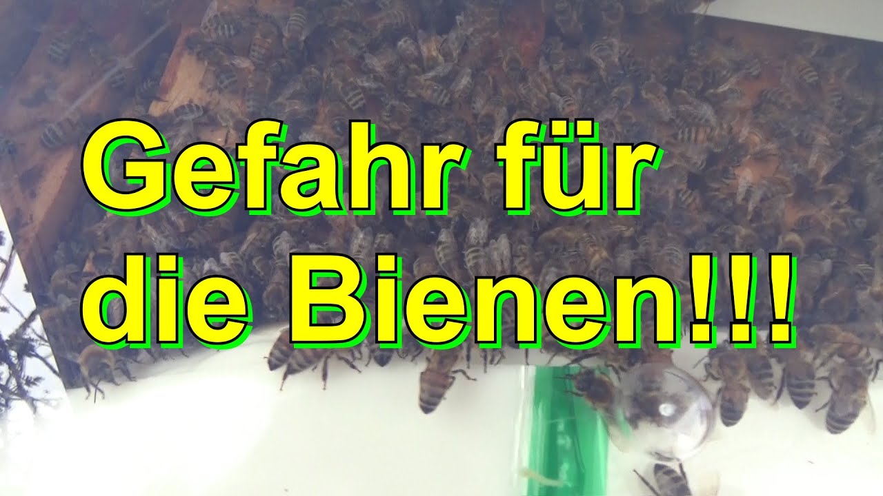 Gefahr für die Bienen!!!