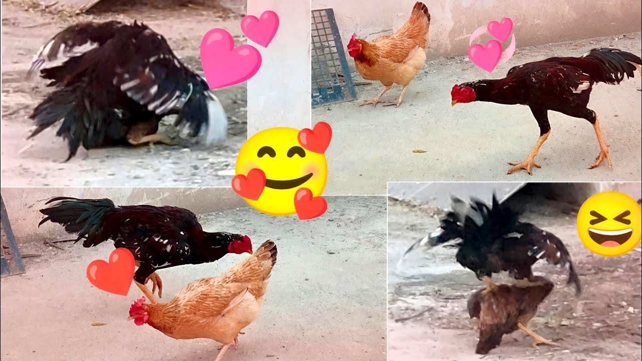 Rooster Enjoying with Desi Hens and Mating with Aseel Hen😆