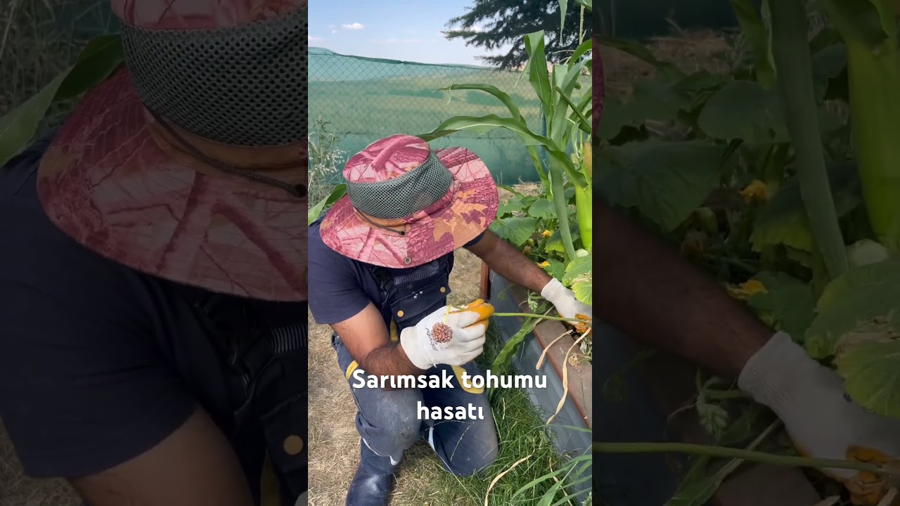 Bilinenin aksine sarımsaklar tohumdan ekilince daha iri baş yaparlar. #gelecektoprakta
