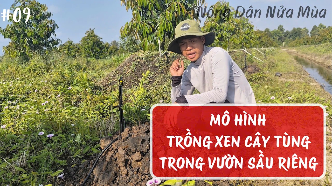 Mô hình trồng xen cây tùng trong vườn sầu riêng.