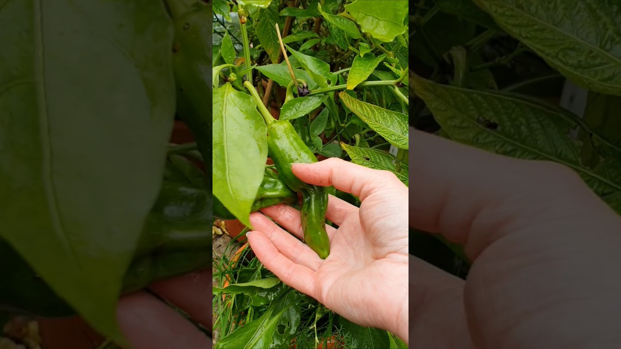 Red Pointed Peppers are staying green this cold year