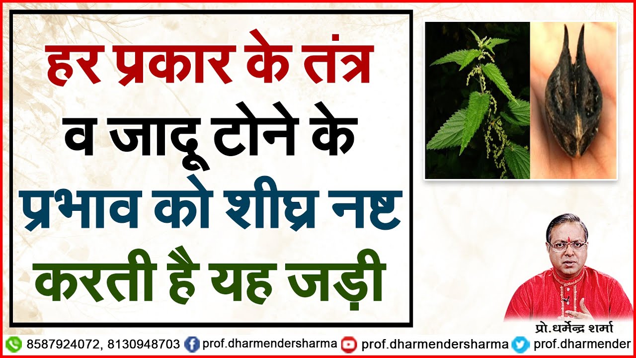 हर प्रकार के तंत्र व जादू टोने के प्रभाव को शीघ्र नष्ट करती है यह जड़ी | Prof. Dharmendra Sharma