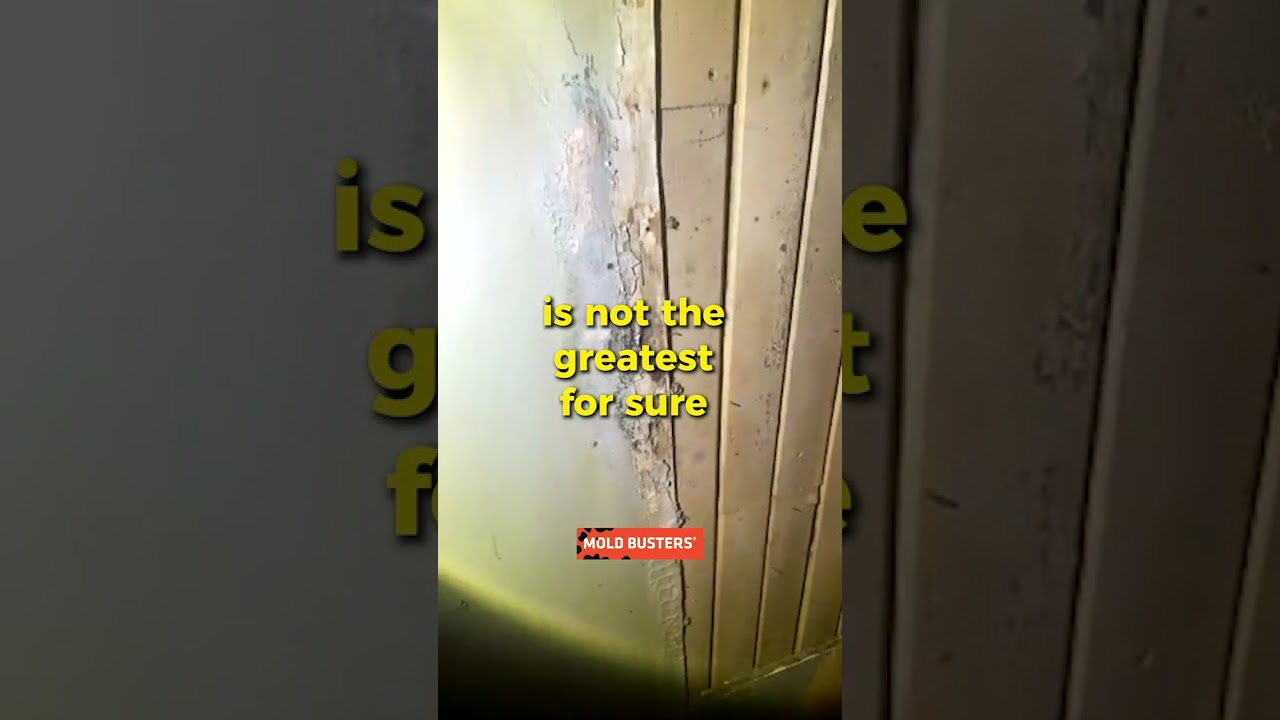 Black Mold  Due to Water intrusion   Virtual Inspection