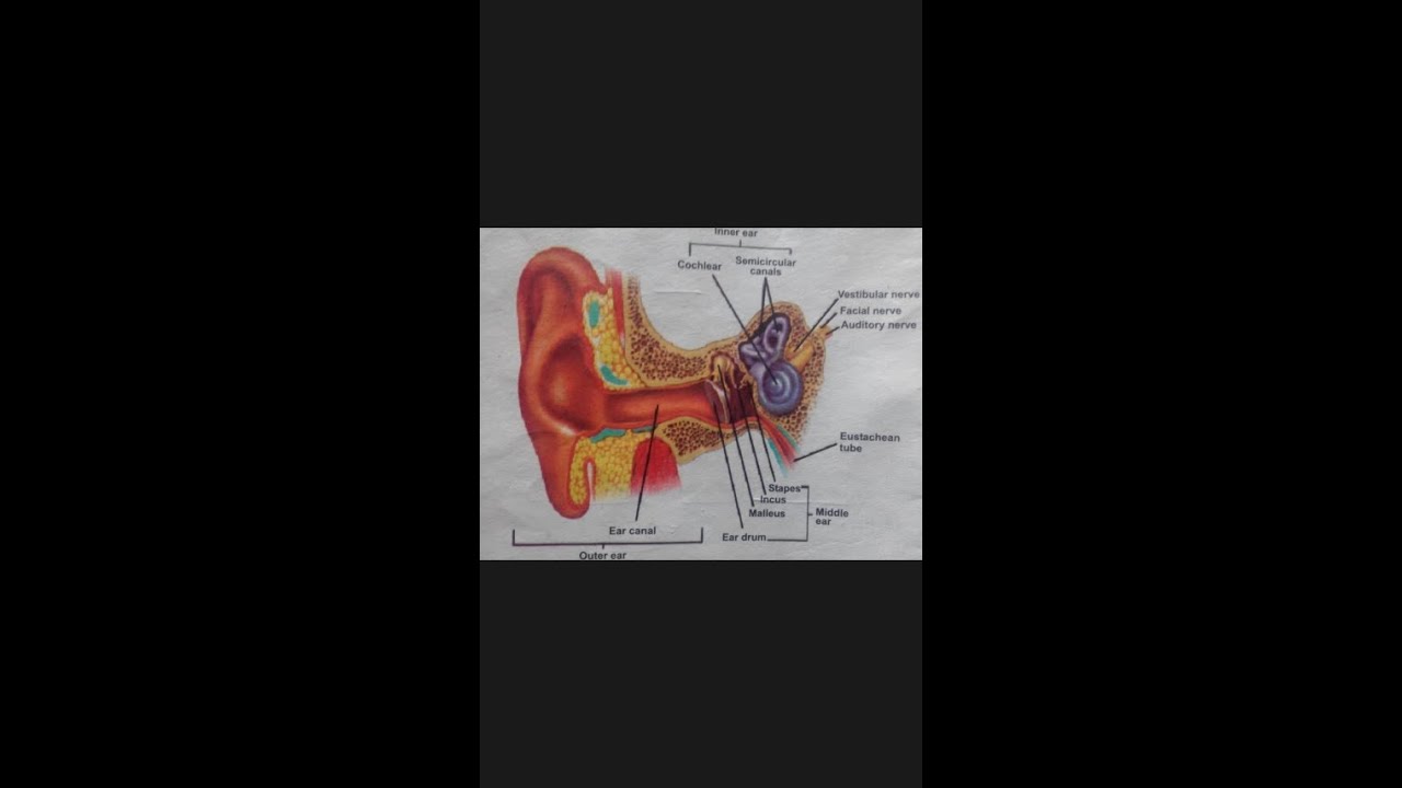Human Ear Function and Structure