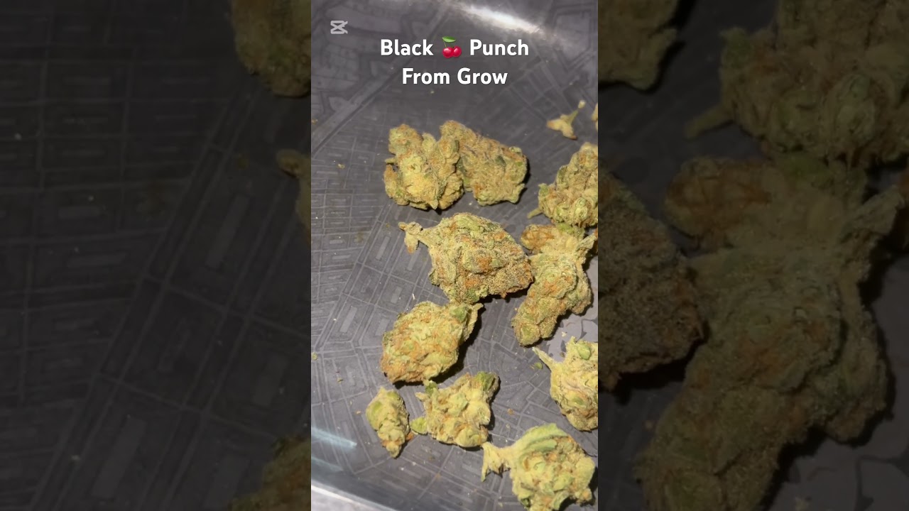 Black Cherry Punch by Grow Pharma. #ukmedicalcannabis #ukmedical #prescription