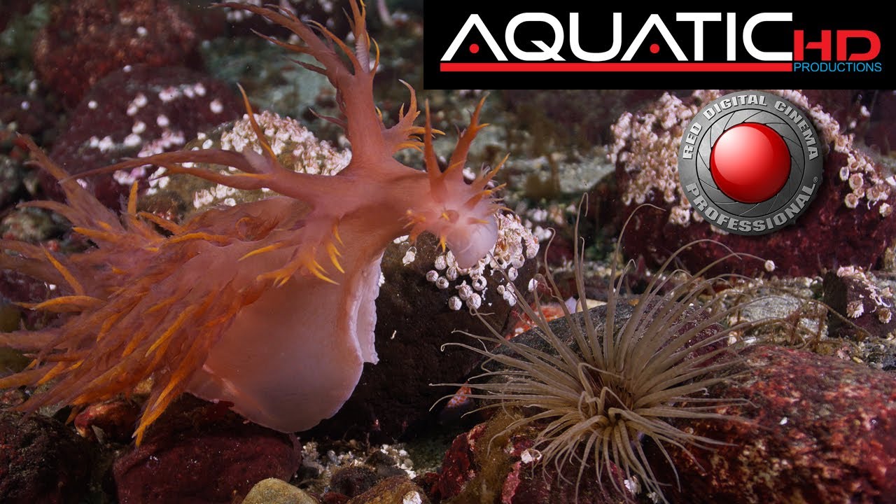 Giant Nudibranch The Cobra of the Sea