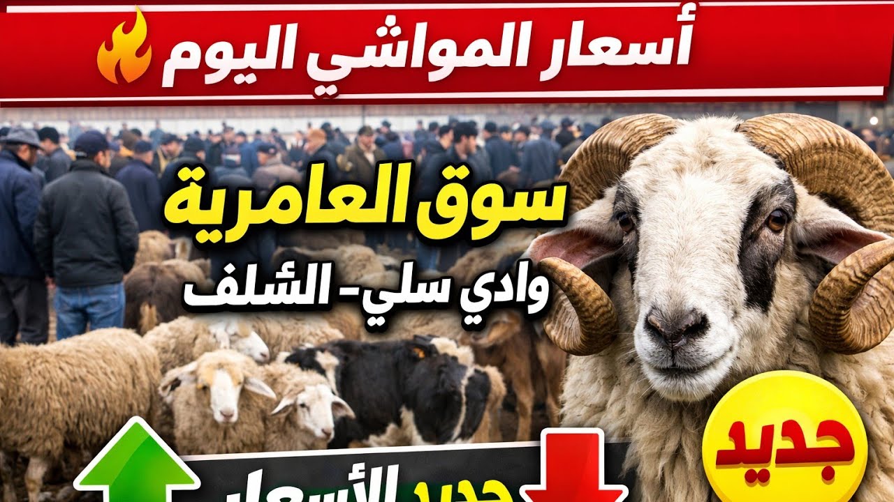 جديد سوق المعامرية وادي سلي – أسعار المواشي اليوم بالشلف صبيحة هذا اليوم