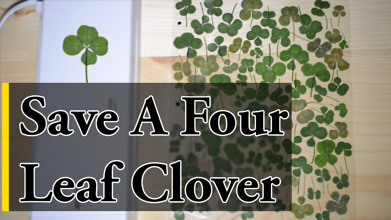 How to Save a Four Leaf Clover